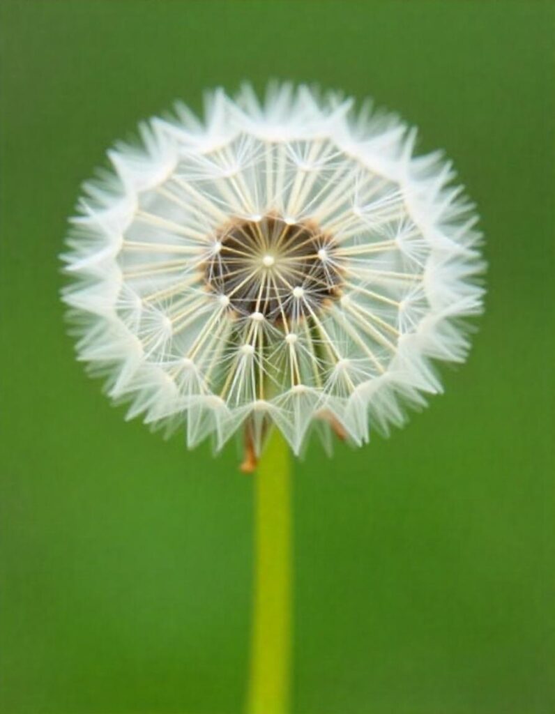 7 Fascinating Facts About Dandelion Seeds Nature's Travelers